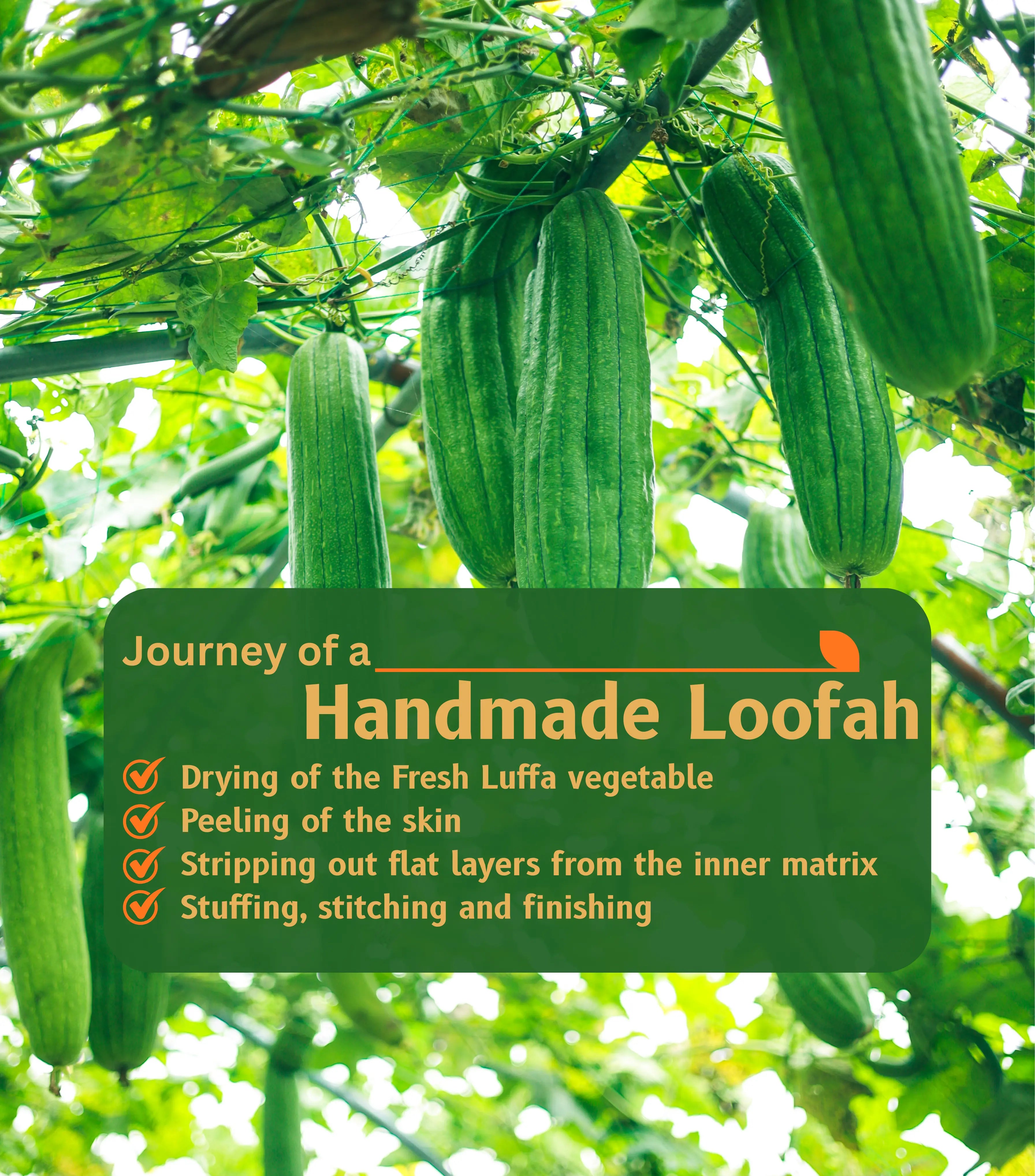 Mistree Luxury Natural Sun-Dried Bath Loofah | Organic Luffa Body Sponge & Scrubber | Skin Exfoliation | Pack of 3